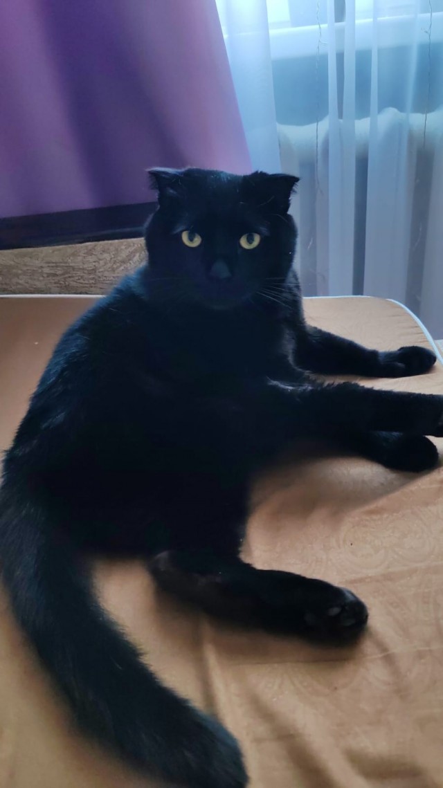 Есений (котовторник)