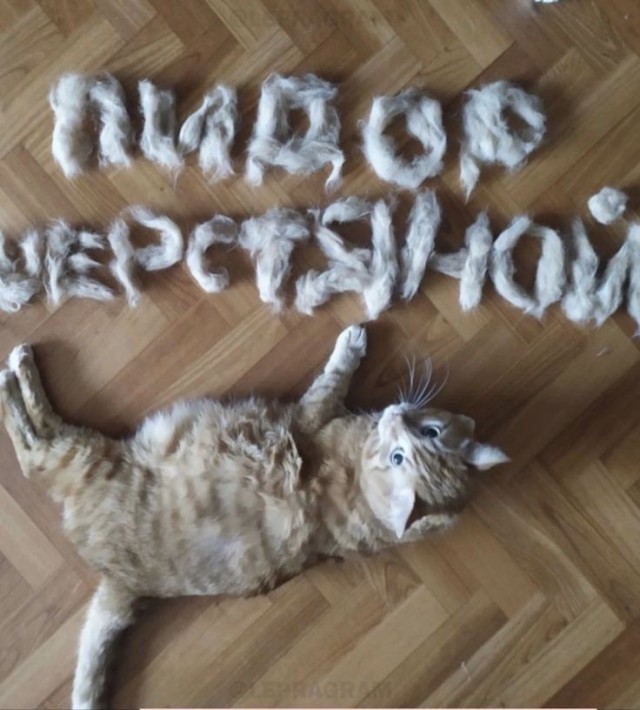 Место кожаного на коврике в этом доме.