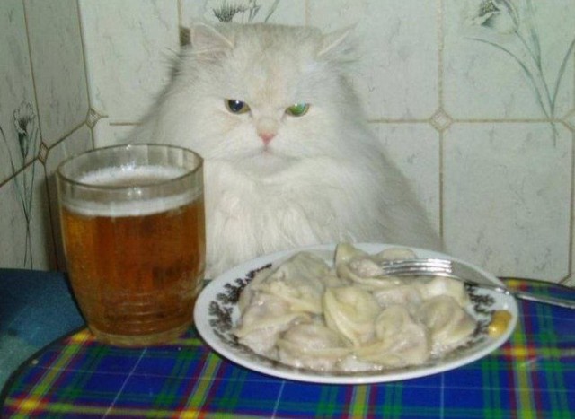 Пиво повышает возможность зачать ребёнка, — учёные