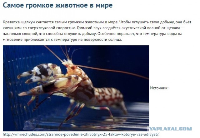 Что ты такое?