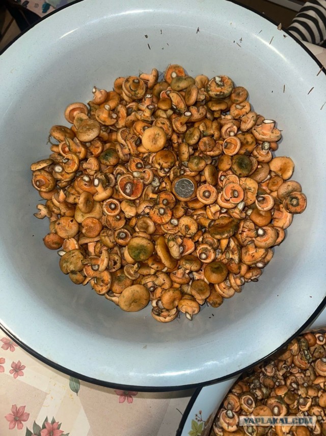 Рыжики( грибы).