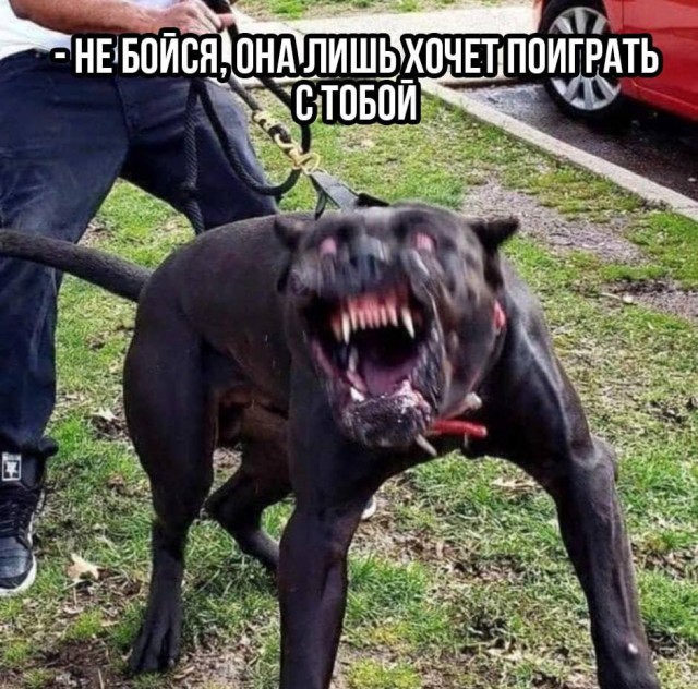 Добрая собачка