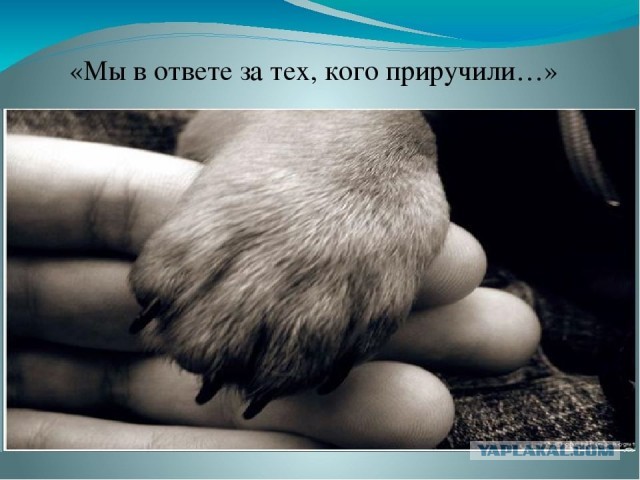 Крыса перенесла операцию