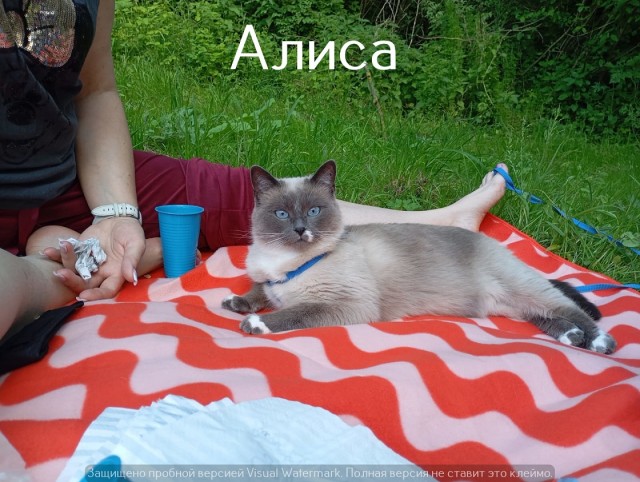 Жизнь домашнего приюта "Котоленд" 521