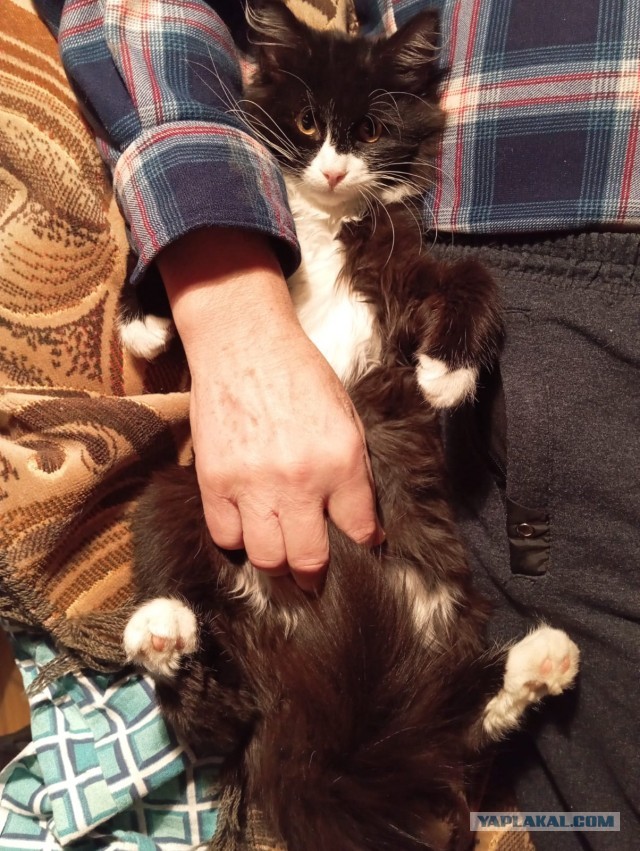 Котейка на укотовление