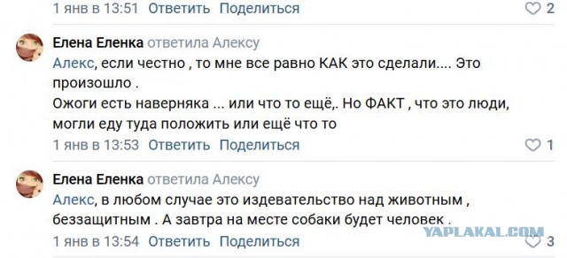 В Нижневартовске трое подростков засунули в пасть Чапы петарду и взорвали ее