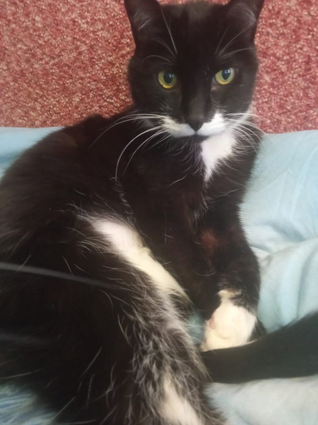 Котопёс, он же Проша...