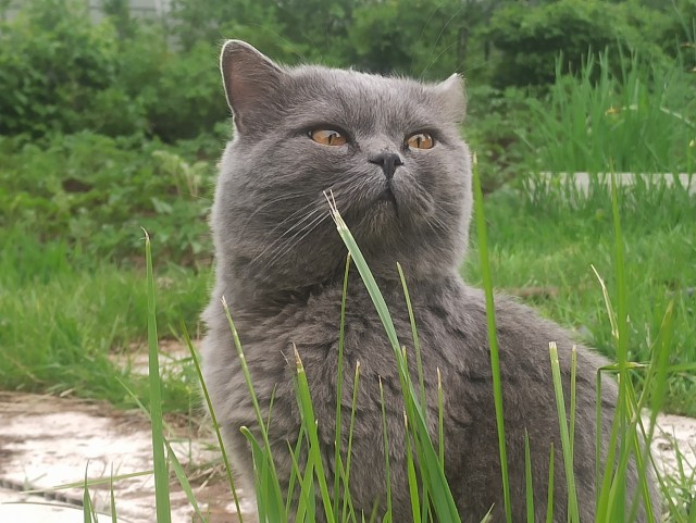 Котовторнику - Быть