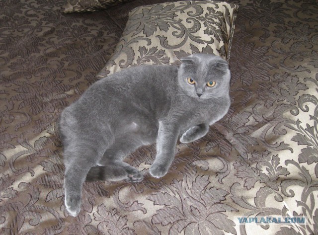 Котовторник  30.07.2013