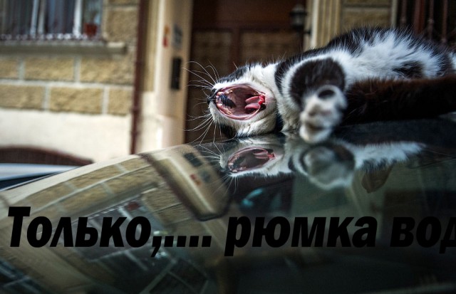 А вы ходили на выборы?