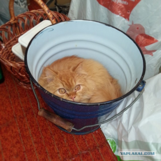 Котовторник 17.09.2013