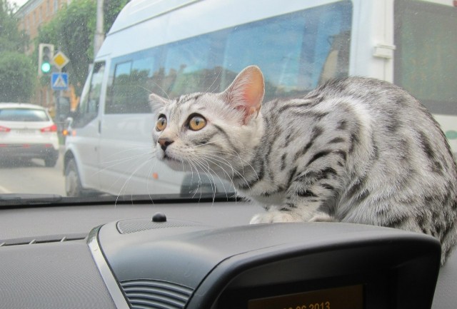 Невыразительные коты