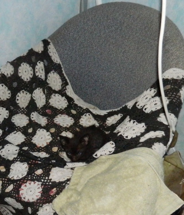 Новый член семьи