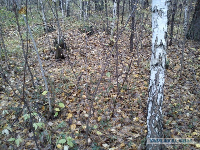 Все таки успел надрать грибов