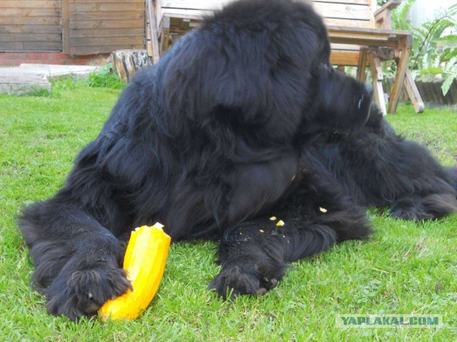 Собакочетверг на 02.01.2014