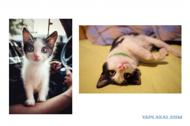 Про спасенных котеек