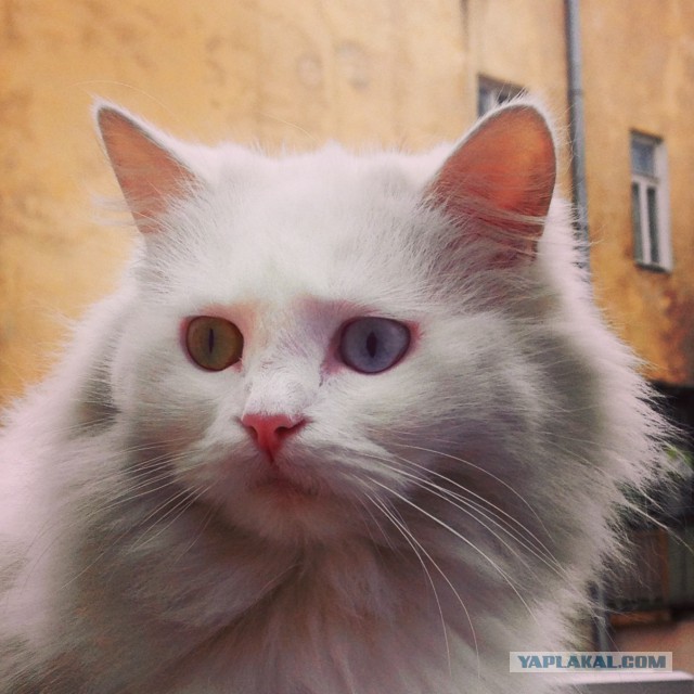 Котовторник 25.02.2014