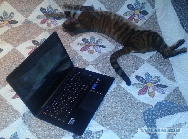 Котовторник 04.03.2014