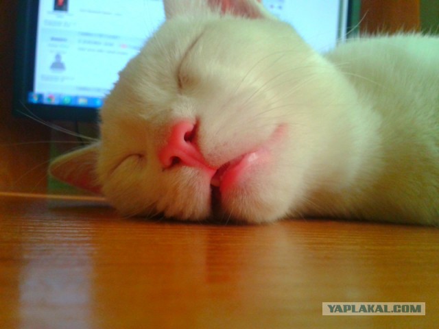 Котовторник 01.04.2014