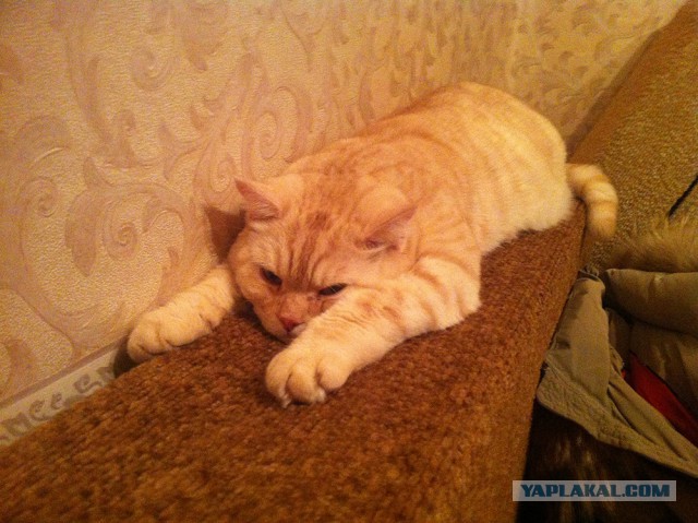 Котовторник 6.05.2014