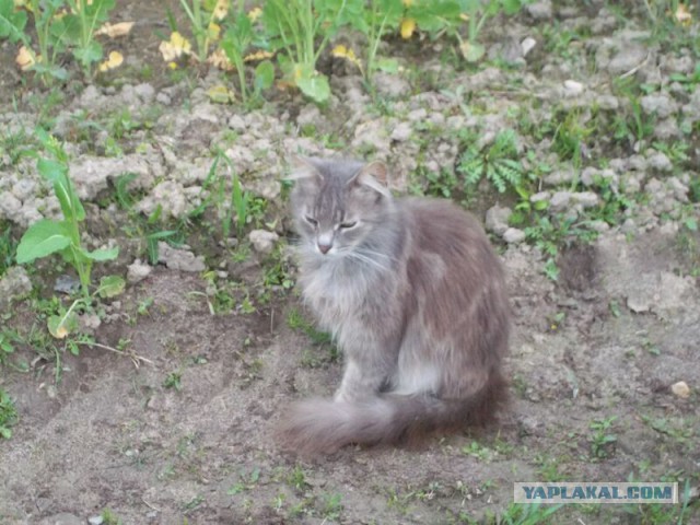 Жизнь домашнего приюта для котеек 9
