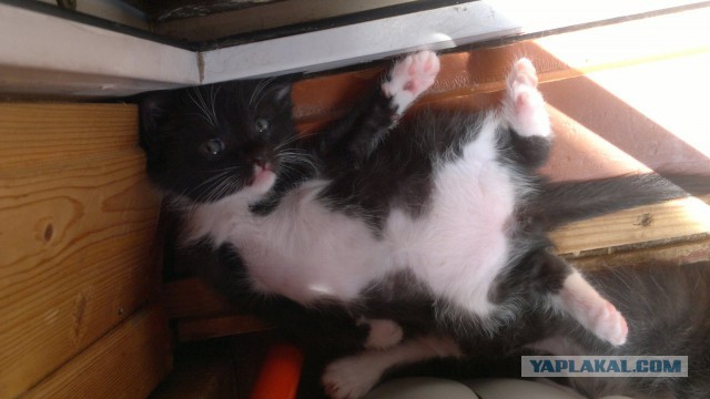 Новая жизнь