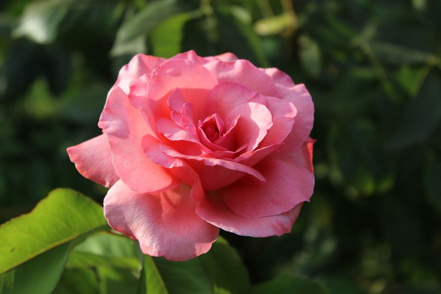 Отчёт о поездке в Крым 12.07 - 29.07