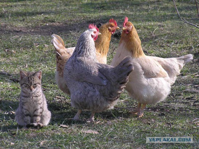 Женщины Запорожья начинают прозревать.