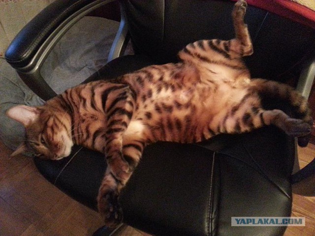Котовторник 12.08.2014
