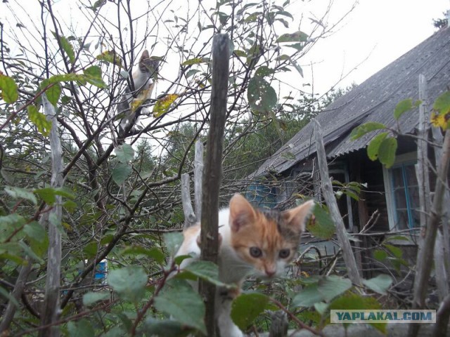 Жизнь домашнего приюта для котеек 26