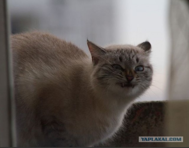 Роллы.
