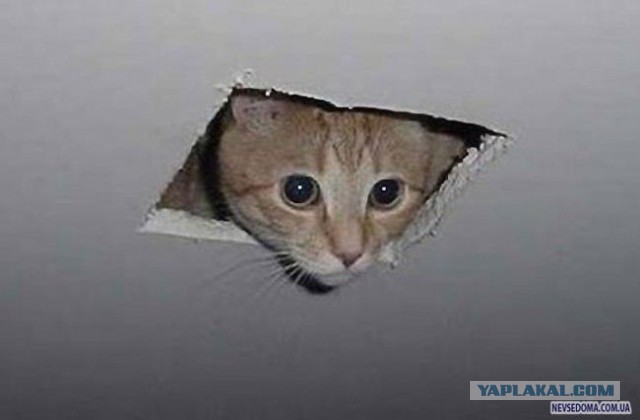 За нами всегда кто-то следит