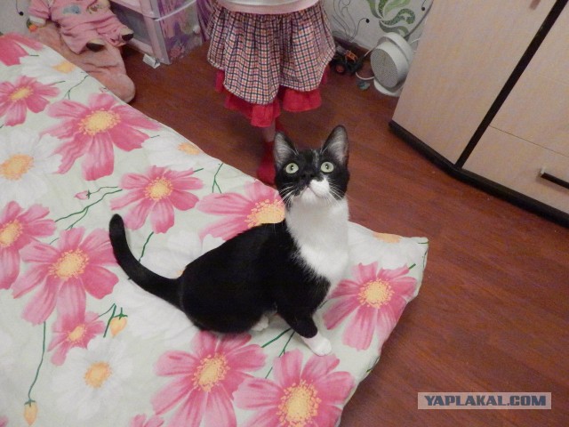 Кот-скалолаз покажет тропу