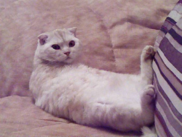 Котовторник