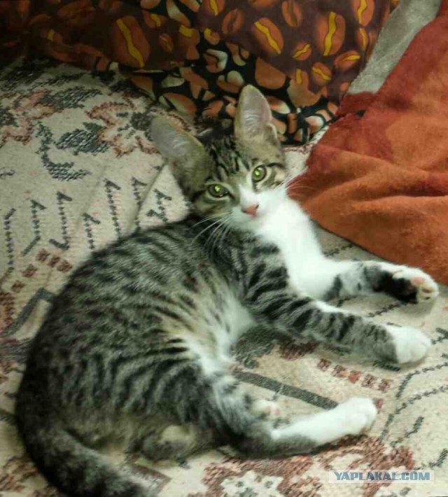 Котовторник 7.07.2015