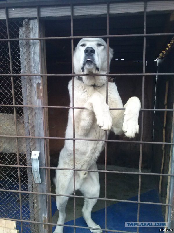 Мой лучший друган Миша