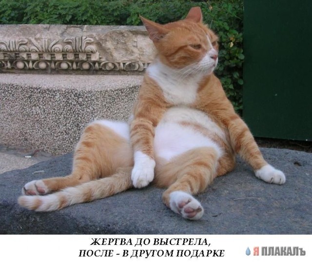 Коты, кошки, котята