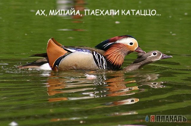 ПТИЦЫ. Фото птиц, голуби, воробьи, вороны