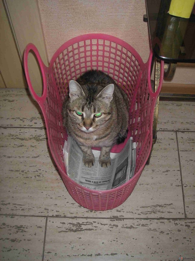 Коты, кошки, котята