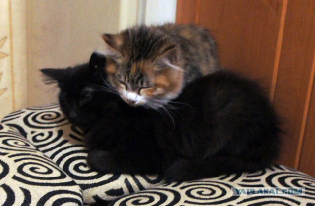 Котовторник 15.03