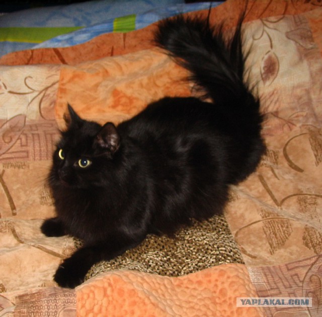 Выборка фотогеничных котэнов