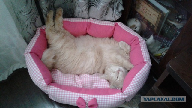 Котовторник 19.04.2016