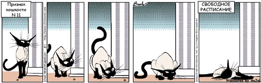 Признаки кошкости