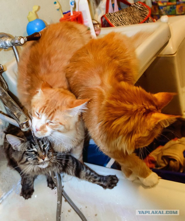 Коты из сети