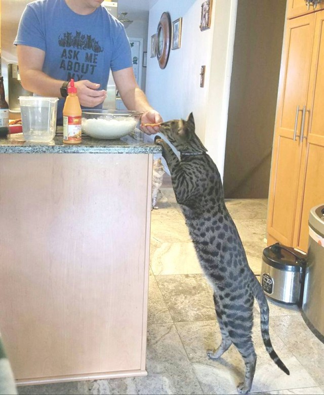 Коты из сети