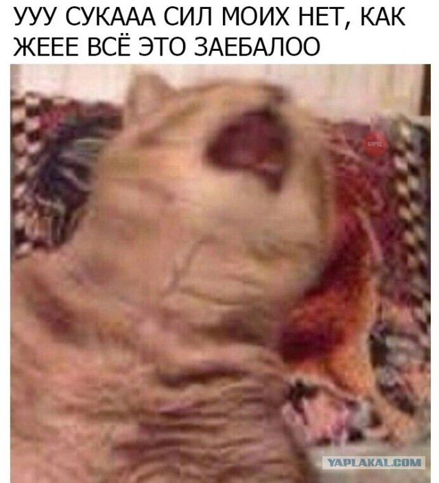 Не троньте Чебурашку твари!