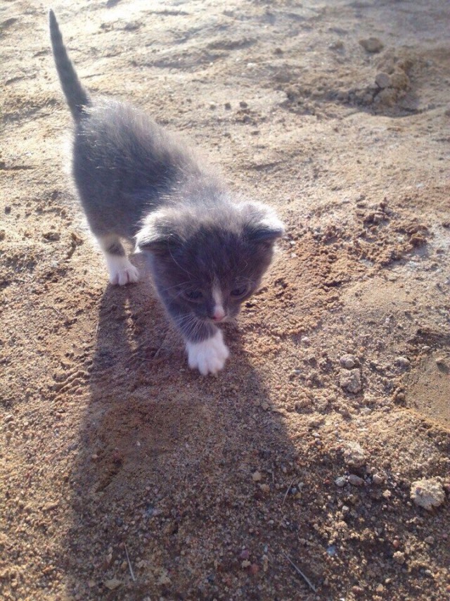 Коты и Кошки