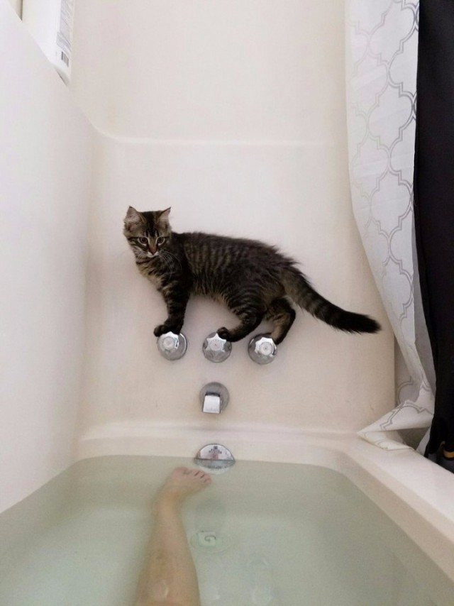 Коты и Кошки