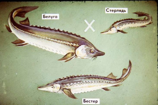 11 помесей животных