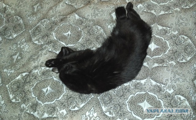 Котовторник 1.08.17